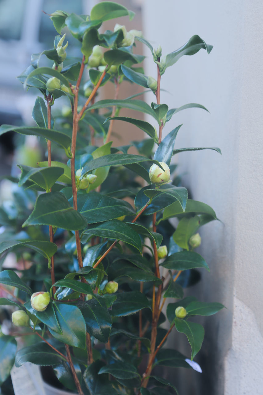 CLOSE-UP OF FRESH PLANT