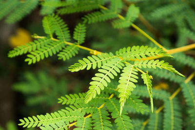 Close-up of green leaves