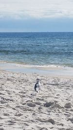 Bird perching on beach against sky