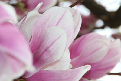 Close-up of pink rose flower