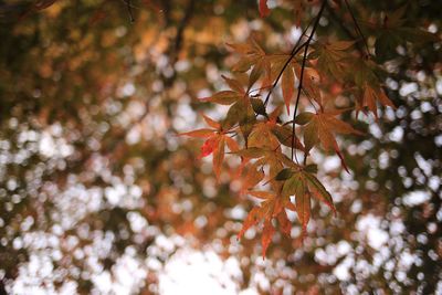 Close-up of maple leaves on tree