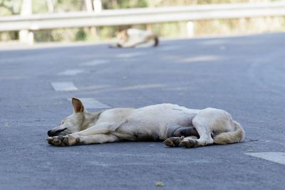 View of a dog sleeping on street