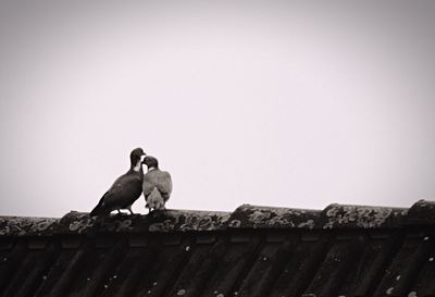Low angle view of birds perching on tree