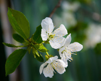 Close-up of white cherry blossom plant