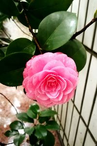 Close-up of pink flower blooming outdoors