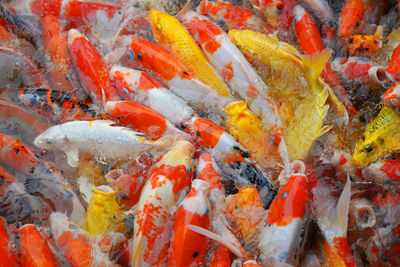 High angle view of koi carps swimming in sea