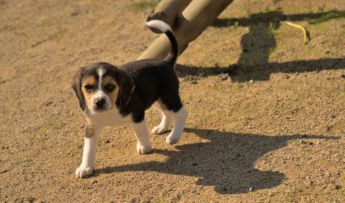 Dog running on field