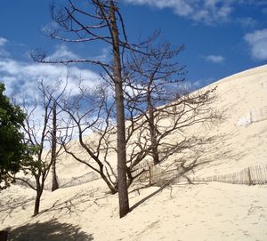 Bare trees on snow covered land