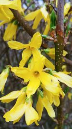 Close-up of yellow flowering plants