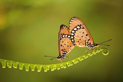 Close-up of butterfly pollinating flower