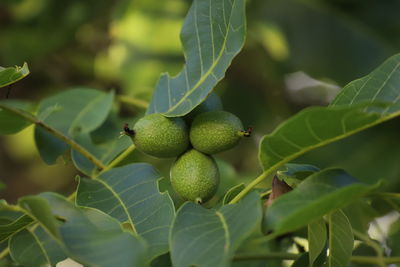 Close-up of fresh walnuts  on tree