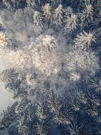 Directly above shot of snow covered trees during winter