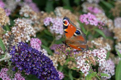 Butterfly on purple flower