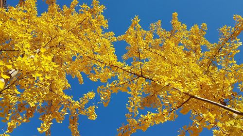 Low angle view of tree against blue sky