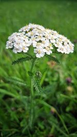 Close-up of white flower