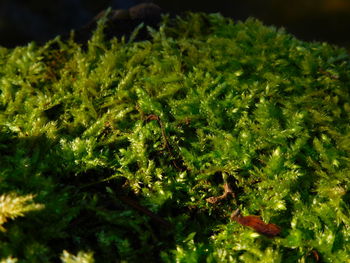 Close-up of green leaves