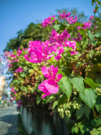 Close-up of pink flowering plant