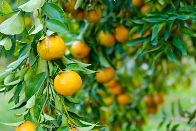 Close-up of oranges growing on tree