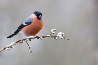 Close-up of bird perching on twig