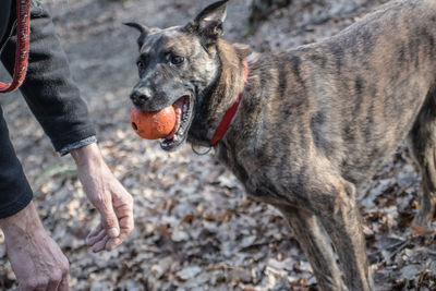 Close-up of dog standing outdoors