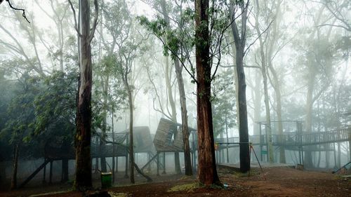 Trees in forest against sky