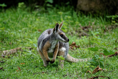 Squirrel on a field