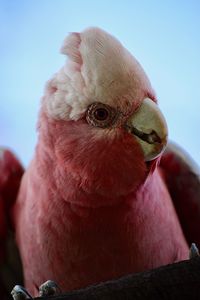 Close-up of parrot against sky