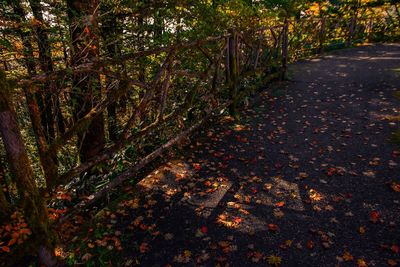 Trees in forest during autumn