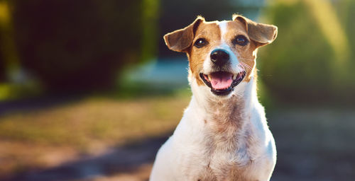 Close-up of dog standing outdoors