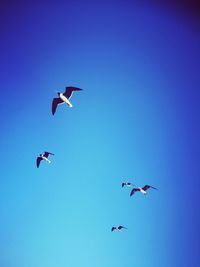 Low angle view of seagulls flying