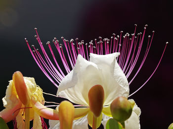 Close-up of flowers