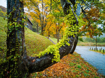 Trees in park during autumn