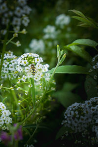 Close-up of white flowering plant