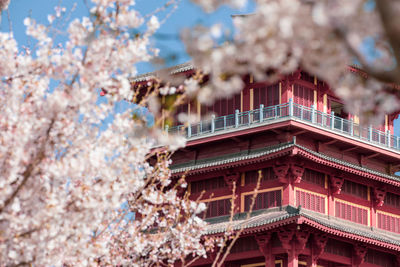 Low angle view of cherry blossoms against sky