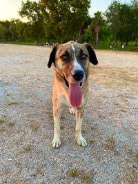 Portrait of dog sticking out tongue