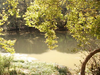 Reflection of trees in pond