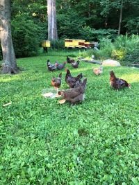 Birds in a field