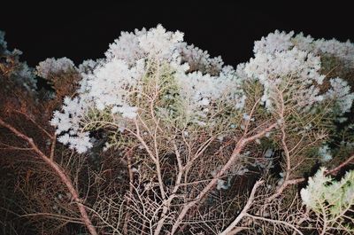 Snow covered plants against trees