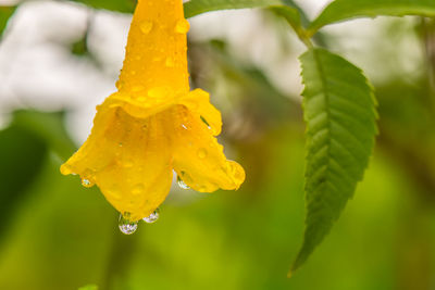 Close-up of raindrops on yellow leaf