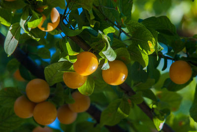 Close-up of yellow plums on the tree