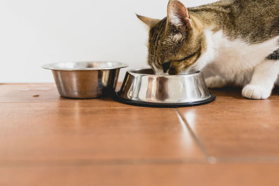 Close-up of cat eating food