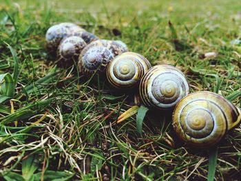 Close-up of snail on grassy field