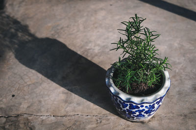 High angle view of potted plant on floor