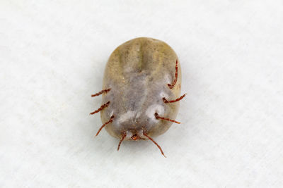 High angle view of insect on white background