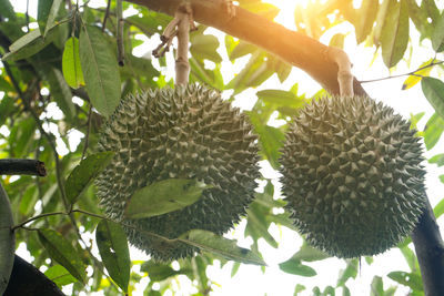 Close-up of fruit growing on tree