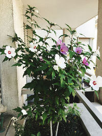 Close-up of potted plant against wall