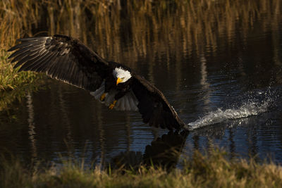 Photo of a trained bald eagle in flight over a pond.