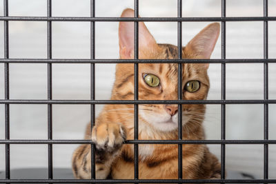 The muzzle of a sad red cat is visible through the bars of a pet shelter.