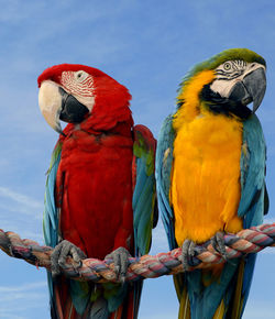 Gold and blue macaw and a scarlet macaw perched on a rope