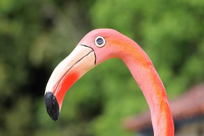 Close-up of a bird